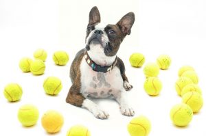 Boston terrier: carattere, peculiarità e gli allevamenti