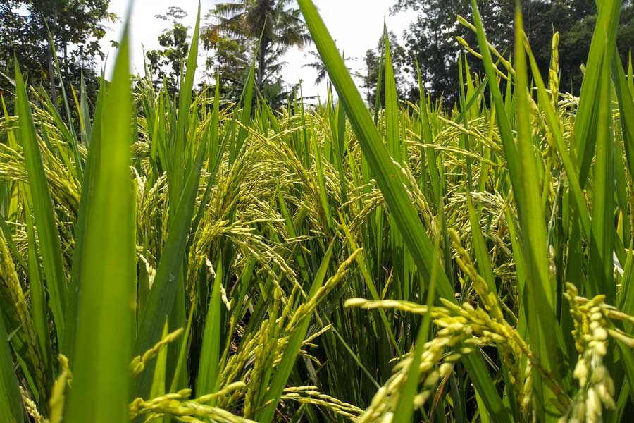 RiceHouse: è italiana la casa ad impatto zero che fa sognare tutti