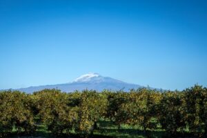 Fiori dell'etna (3)